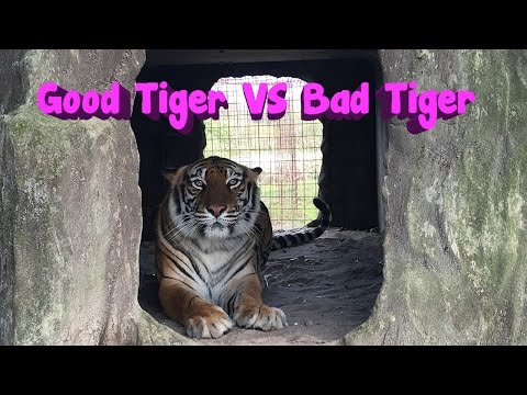 Good Tiger VS Bad Tiger