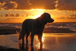 animals_widewallpaper_retriever-at-sunset_77006