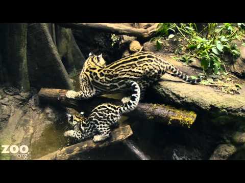 Ocelot Kitten Learns to Fish