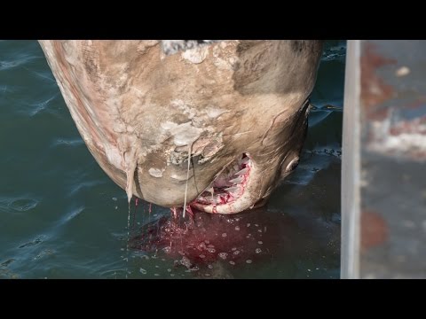 Sea Shepherds finds a dead sample of the most endangered marine mammal in the world