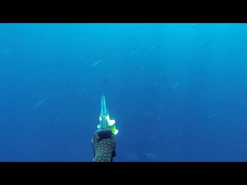 Grub TV - Spearfishing Australia, Bluewater Hunting