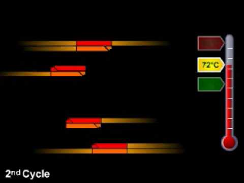 Polymerase Chain Reaction (PCR)