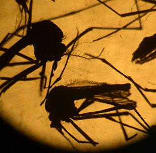 Aedes aegypti mosquitos are photographed in a laboratory at the University of El Salvador, in San Salvador