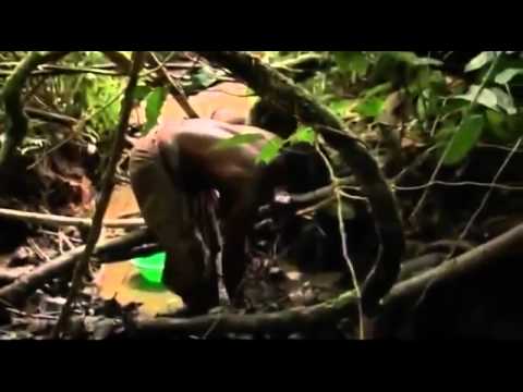 Discovery Channel - The African: Pygmy People of The Rainforest - Ancient Baka Living culture