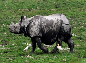 One horned rhinoceros grazing at Kaziranga National park in Assam...