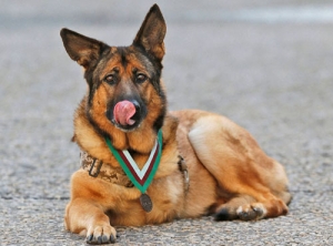 Heroic US Marine dog Lucca rests for photographers after receiving the PDSA Dickin Medal, awarded...