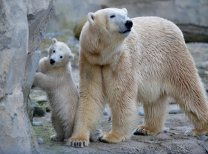 Polar bear cub Lili and mother Valeska examine the surroundings of their enclosure at the...