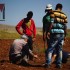 Planting of olive trees