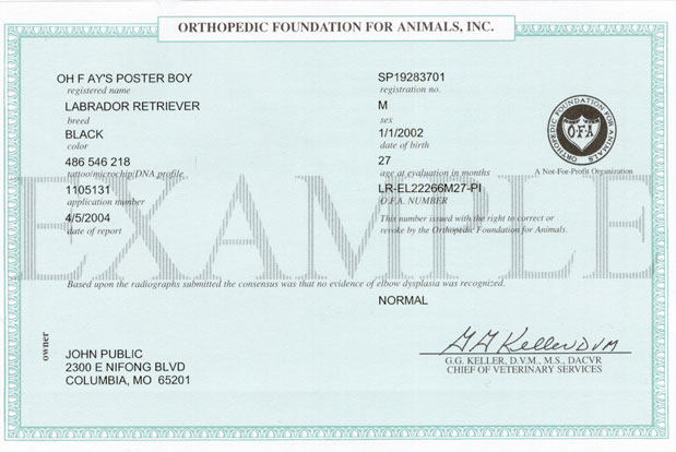 Elbow Report Certificate sample