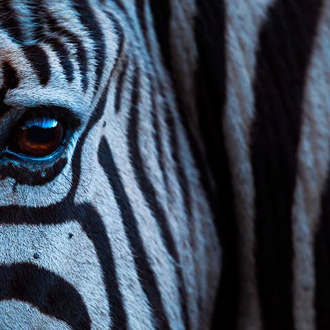 Zebra - in evening light on Kariega Game Reserve (Credit: Neil Aldridge)