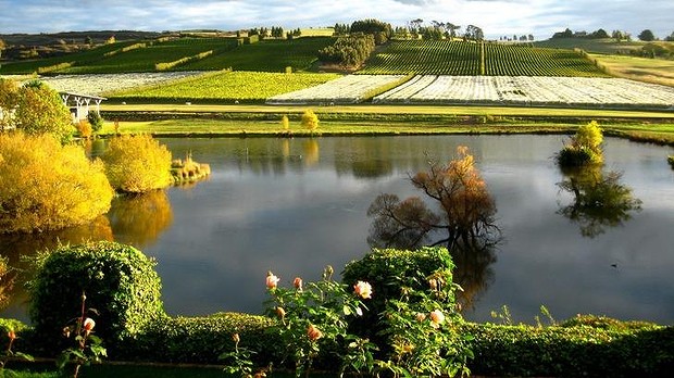 Josef Chromy vineyard in Tasmania.