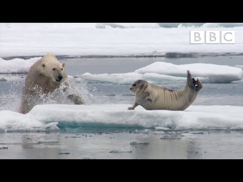 Hungry polar bear surprises a seal - The Hunt: Episode 2 Preview - BBC One