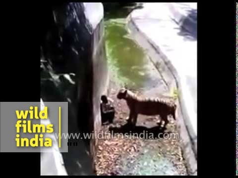 The infamous Delhi Zoo Tiger attack!