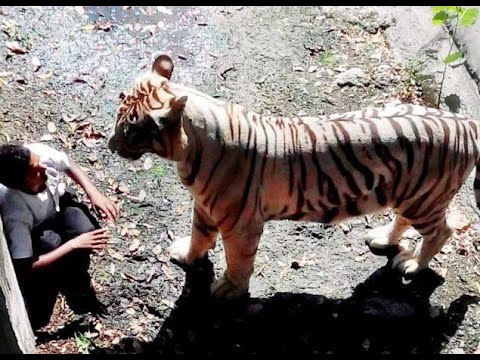 White Tiger Attacks and Kill Man in Delhi Zoo -HD- #LatestWildlifeSightings