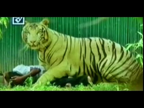 White tiger kills man at Delhi zoo : New video surfaces - Exclusive footage (24 - 09 - 2014)