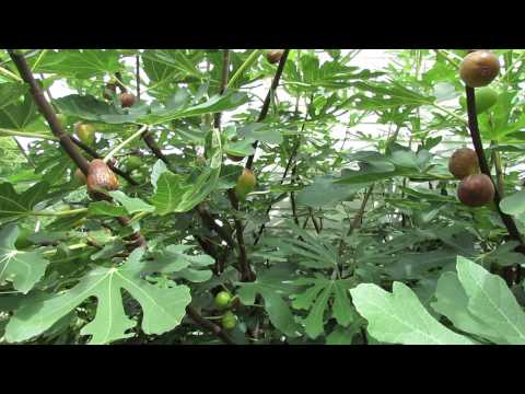 Introduction to a Fig Tree - When to Pick a Fig: My 1st Vegetable Garden - MFG 2013