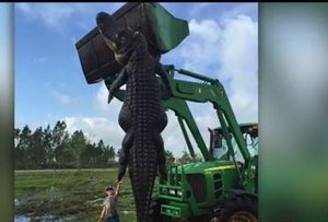 Massive 15-Foot, 780-Pound Alligator Caught In Florida