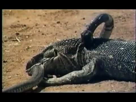 KOMODO VS  COBRA