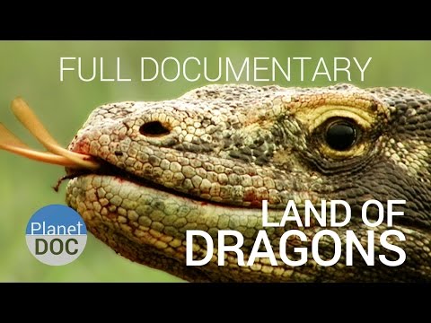 Full Documentary. Komodo Dragon | Land of Dragons  - Planet Doc Full Documentaries