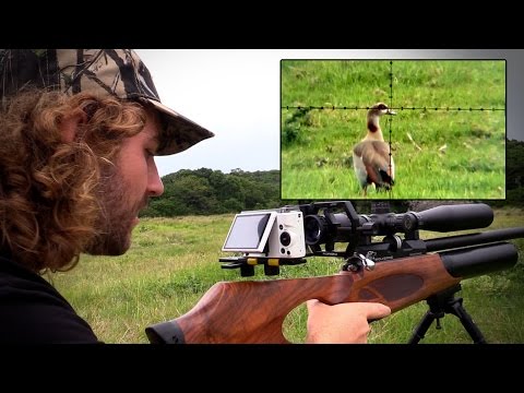 Egyptian Goose Pest Control with an Airgun