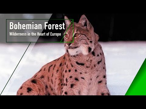 Bohemian Forest - Wilderness in the Heart of Europe - The Secrets of Nature