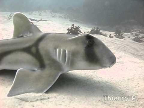 Port Jackson Sharks - Heterodontus portusjacksoni