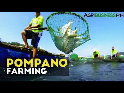 Pompano Aqua Farming- Agribusiness Season 1 Episode 4 Part 3