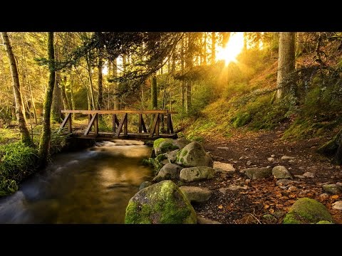 AMSR - 10 Hours Forest Creek Healing Tranqil Sounds for Deep Sleeping Meditation Relaxation Spa