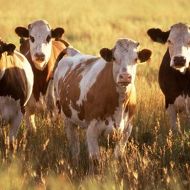 Cattle_herd