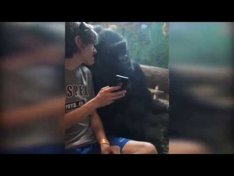 He showed a gorilla photos of other gorillas on his phone. Watch the gorilla's reaction!