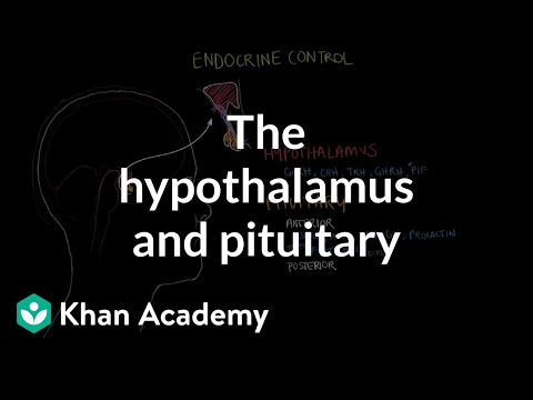 The hypothalamus and pituitary gland