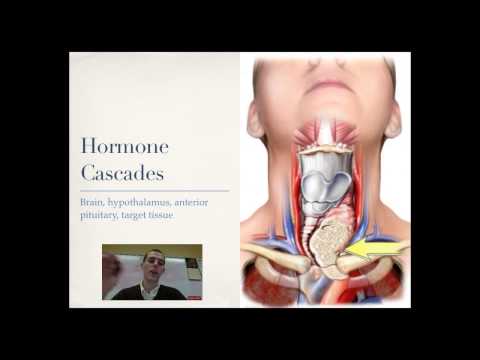 Hypothalamus and Pituitary Gland