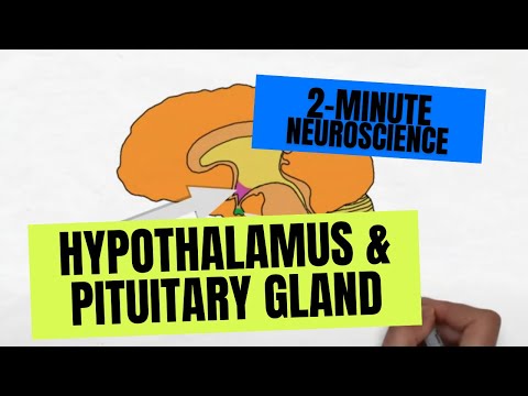 2-Minute Neuroscience: Hypothalamus & Pituitary Gland