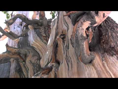 Bristlecone Pine Tree Ranger Minute