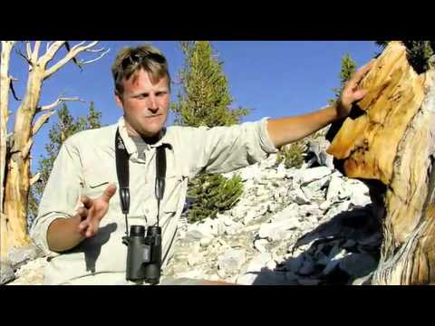 Bristlecone Pines in the Califonia White Mountains