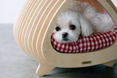 10 pieces of pet furniture that are actually stylish