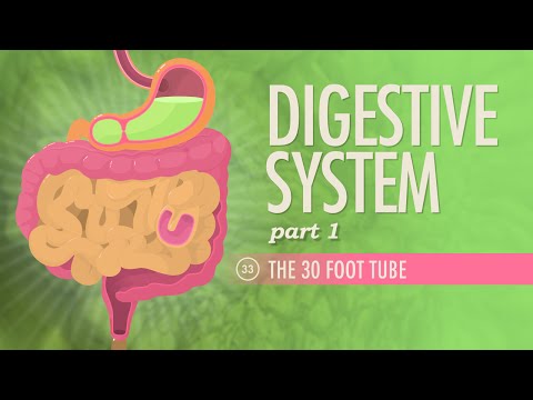 Digestive System, Part 1: Crash Course A&P #33