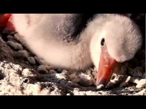 Flamingo hatching and Feeding