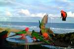 Gorgeous King Parrots who will eat from your hand: thebeach great ocean road in Great Ocean Road Waterfront