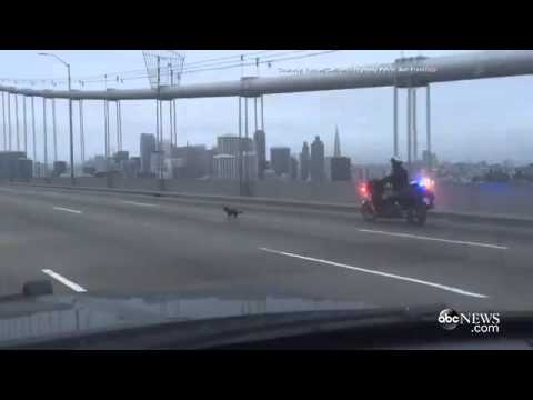 Chihuahua Running from Police on San Francisco Bay Bridge | Dog on the Loose