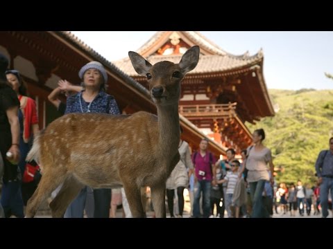 Nara Deer visit the temple - Japan: Earth's Enchanted Islands: Episode 1 Preview - BBC Two