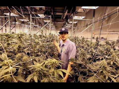 Inside Advanced Grow Labs