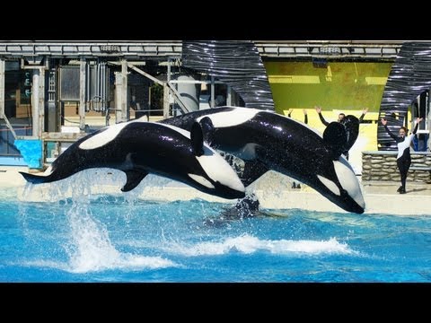 Shamu Believe (Full Show) at SeaWorld San Diego