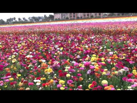 The Flower fields at Carlsbad, California