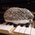 Hedgehog Inadvertently Plays a Respectable Measure of Jazz Just by Walking Atop Piano Keys