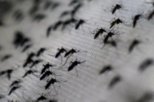 With Zika Outbreak Imminent U.S. Transfers 600 Million Dollars From Ebola Fund