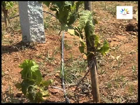 Seedless grape cultivation in Subtropics, kannada part 1