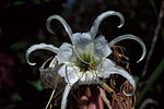 Hymenocallis