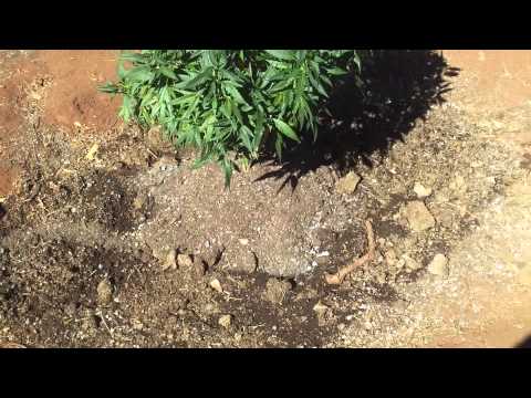 2013 Emerald Triangle Outdoor Garden Ep.1