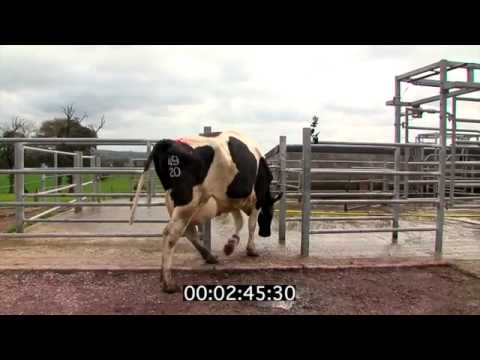 Operation of the milking robot at Moorepark